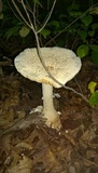 Amanita rhopalopus image