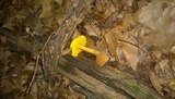 Aureoboletus innixus image