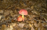 Boletus pallidoroseus image