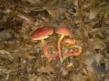 Boletus pallidoroseus image