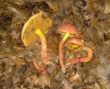 Boletus pallidoroseus image