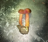 Boletus pallidoroseus image