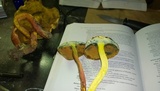 Boletus pallidoroseus image