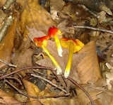 Hygrocybe acutoconica image