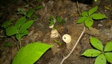 Lactarius subvernalis image