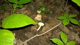 Lactarius subvernalis var. cokeri image