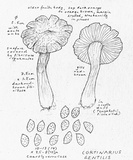 Cortinarius gentilis image