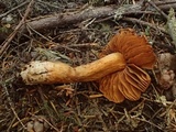 Cortinarius gentilis image