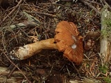 Cortinarius gentilis image