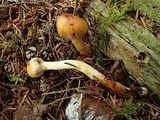 Cortinarius gentilis image