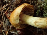 Cortinarius gentilis image