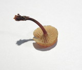Xeromphalina cauticinalis image