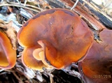 Caloscypha fulgens image