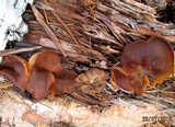 Caloscypha fulgens image