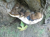 Ganoderma adspersum image