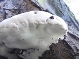 Ganoderma adspersum image