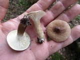 Lactarius gerardii var. gerardii image