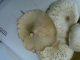 Lentinus sajor-caju image