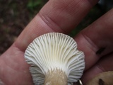 Lactarius gerardii var. gerardii image