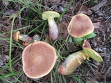 Lanmaoa pseudosensibilis image