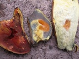 Lanmaoa pseudosensibilis image