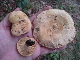 Russula earlei image