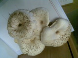 Lentinus sajor-caju image