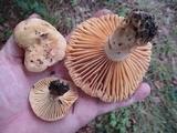 Russula earlei image