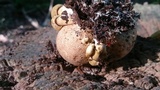 Pseudoboletus parasiticus image