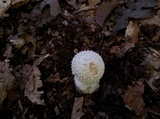Amanita abrupta image