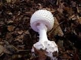 Amanita abrupta image