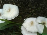 Lentinus sajor-caju image