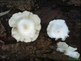 Lentinus sajor-caju image