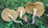 Suillus hirtellus image