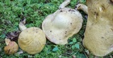 Suillus hirtellus image