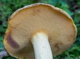 Suillus hirtellus image