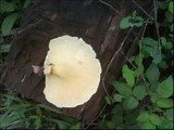 Lentinus sajor-caju image