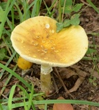 Amanita flavorubens image