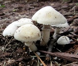 Stropharia coronilla image