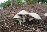 Stropharia coronilla image