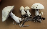 Stropharia coronilla image