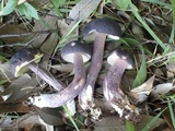 Boletus violaceofuscus image
