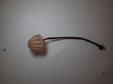 Marasmius purpureostriatus image