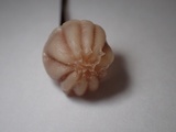 Marasmius purpureostriatus image