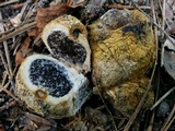 Scleroderma polyrhizum image