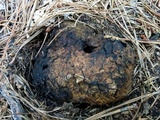 Scleroderma polyrhizum image