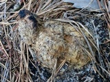 Scleroderma polyrhizum image