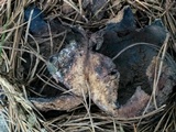 Scleroderma polyrhizum image