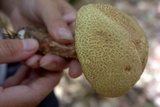 Boletellus russellii image