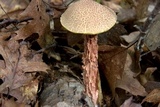 Boletellus russellii image